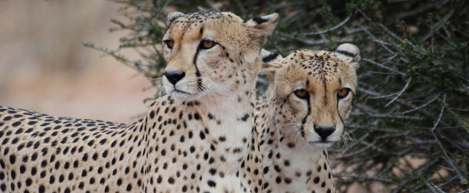 About Kibena Africa Safaris