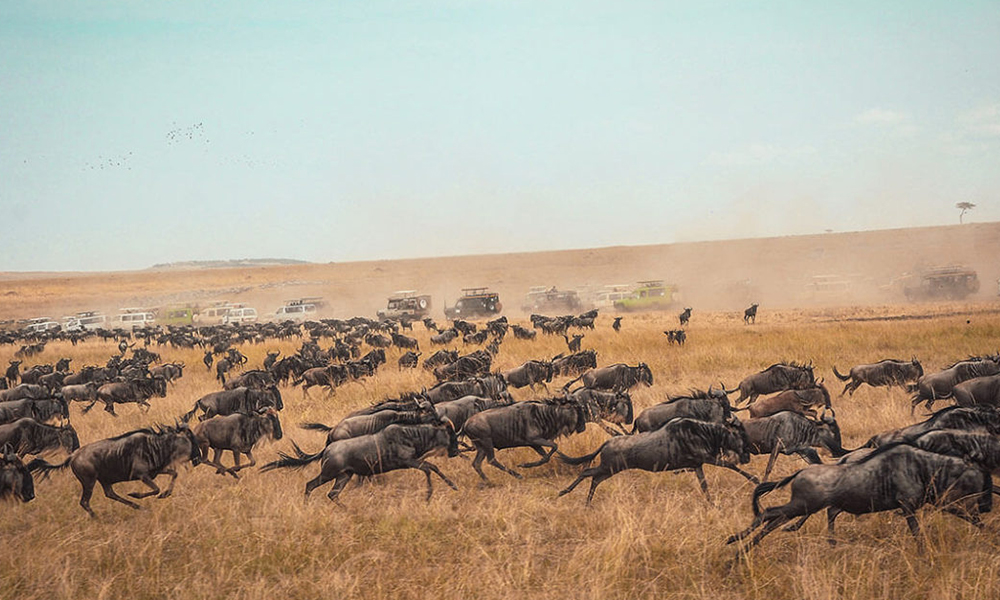 things to do in Tanzania