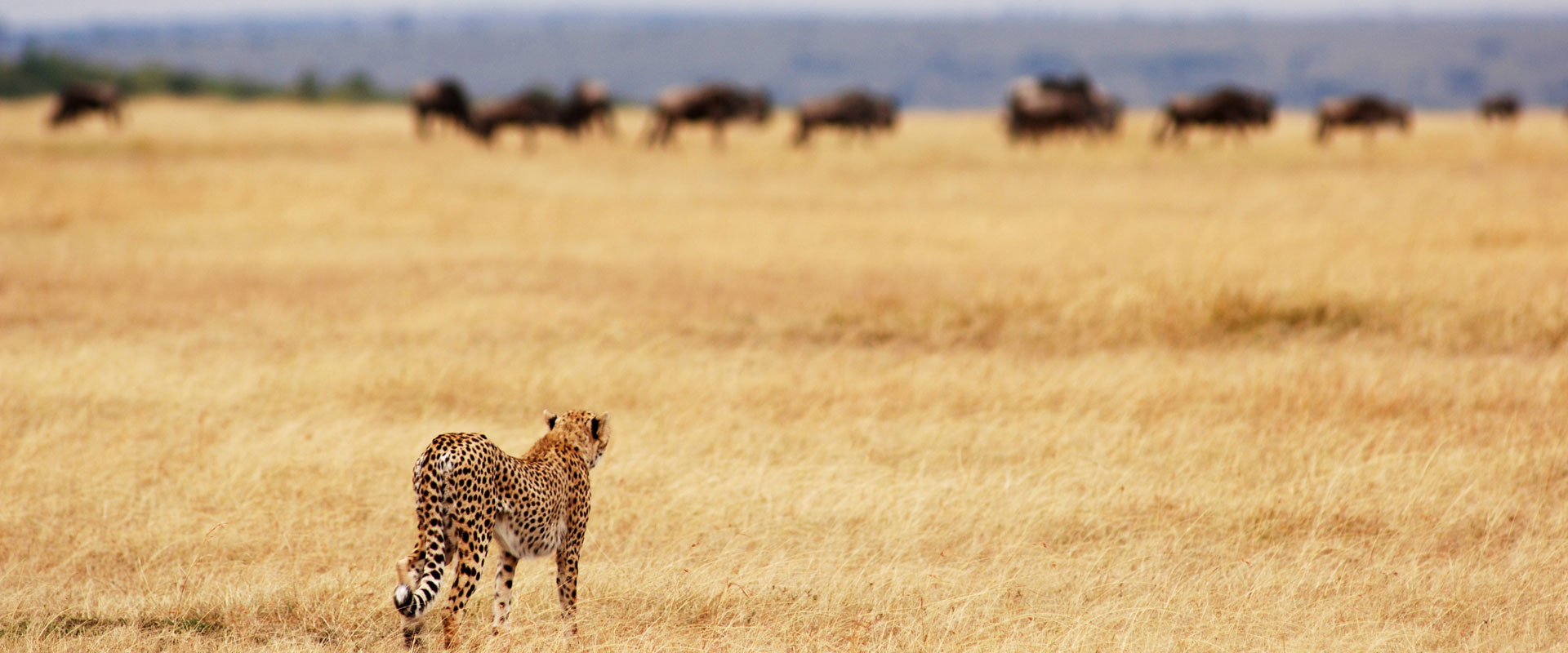Tanzania Safari Cost