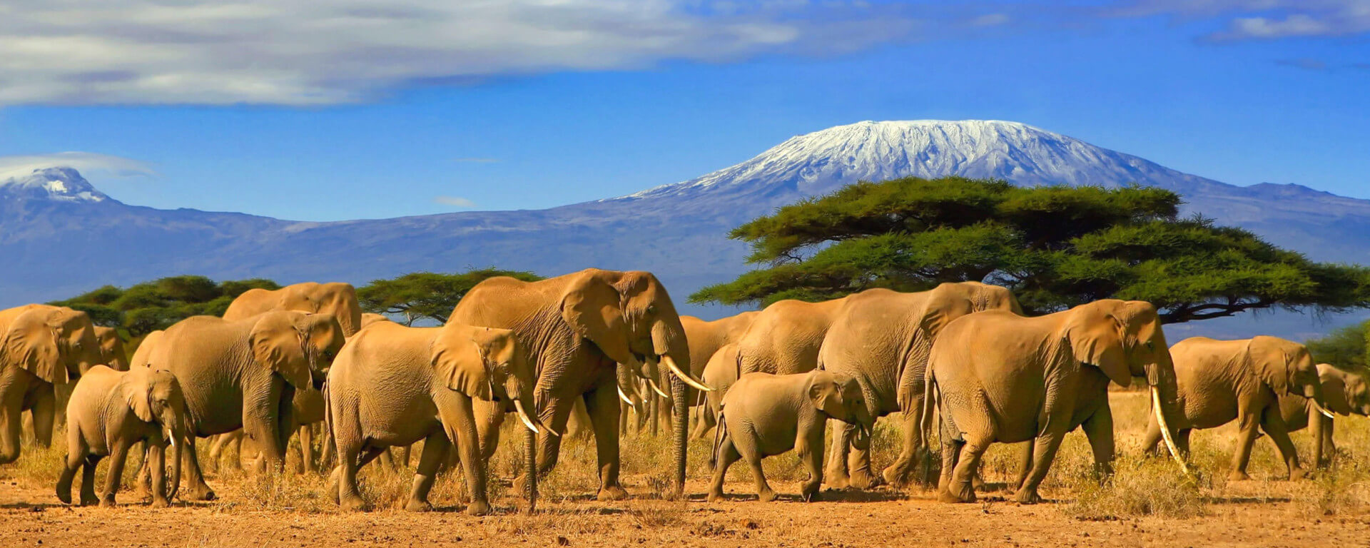 Become Our Travel Agent