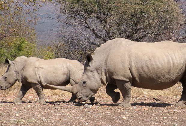 tanzania safari adventure