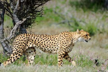 big cats safari