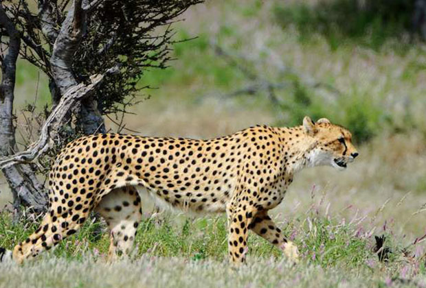 big cats safari