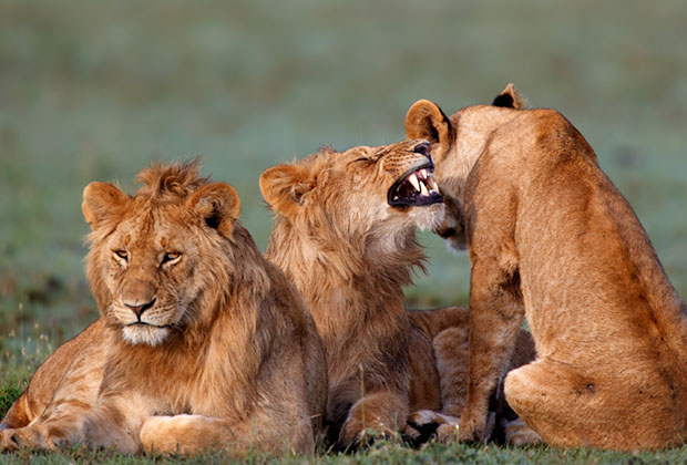 tanzania safari