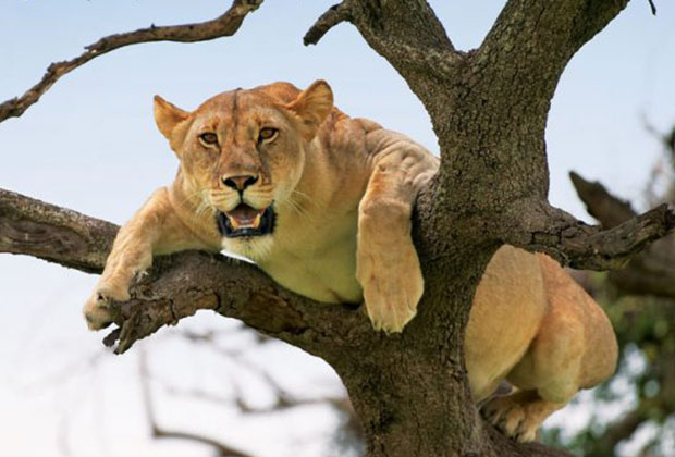 tanzania safari