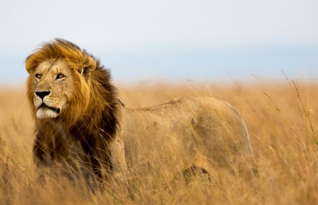 Big five safari
