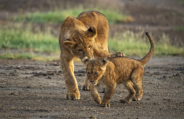 tanzania safari