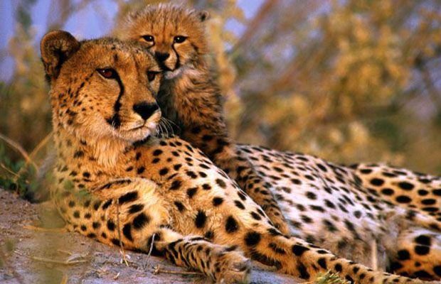 tanzania safari