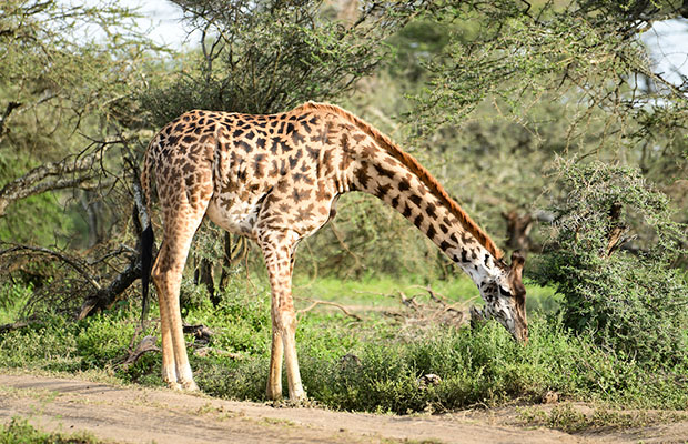 tanzania safari