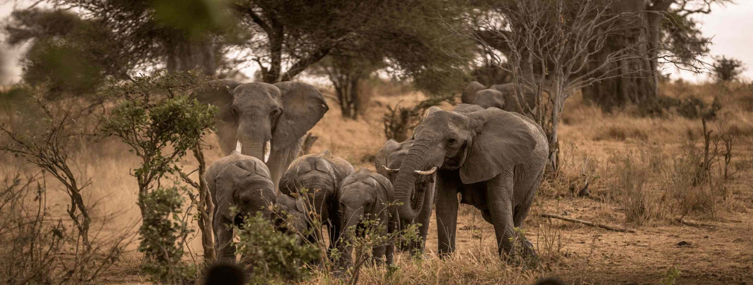 tanzania safari